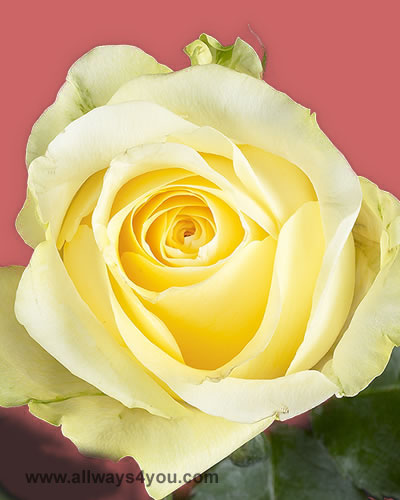 Roses-Creme-De-La-Creme Flowers